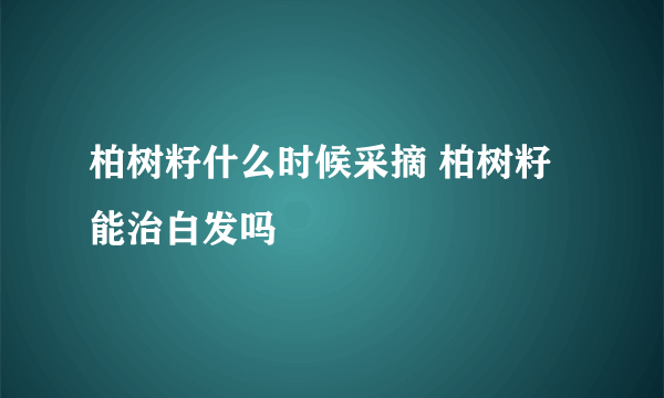 柏树籽什么时候采摘 柏树籽能治白发吗