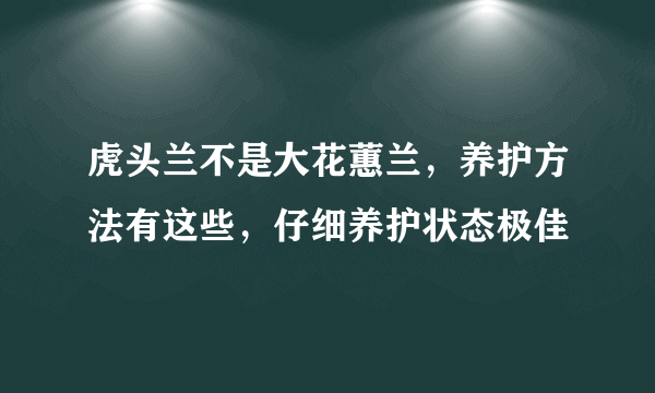 虎头兰不是大花蕙兰，养护方法有这些，仔细养护状态极佳