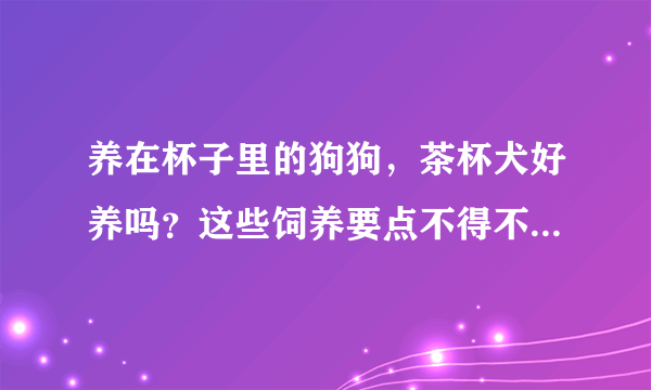 养在杯子里的狗狗，茶杯犬好养吗？这些饲养要点不得不知，来看看