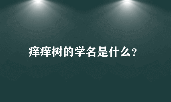 痒痒树的学名是什么？