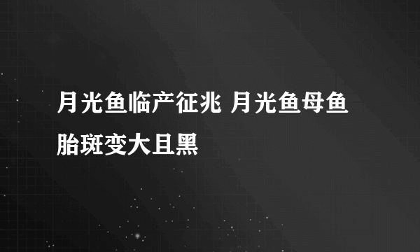 月光鱼临产征兆 月光鱼母鱼胎斑变大且黑