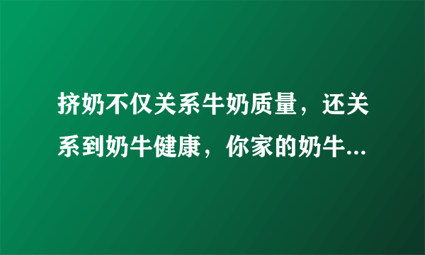 挤奶不仅关系牛奶质量，还关系到奶牛健康，你家的奶牛你会挤奶吗