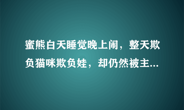 蜜熊白天睡觉晚上闹，整天欺负猫咪欺负娃，却仍然被主人当成宝