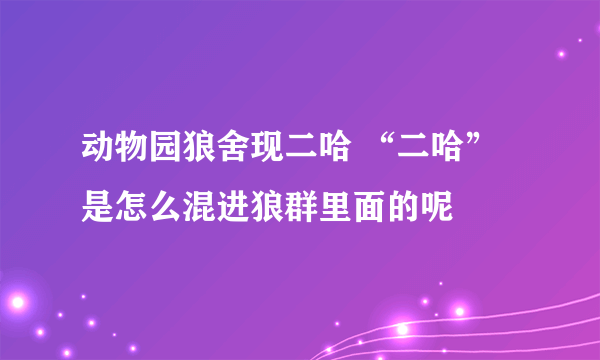 动物园狼舍现二哈 “二哈”是怎么混进狼群里面的呢