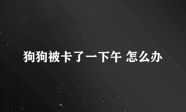 狗狗被卡了一下午 怎么办