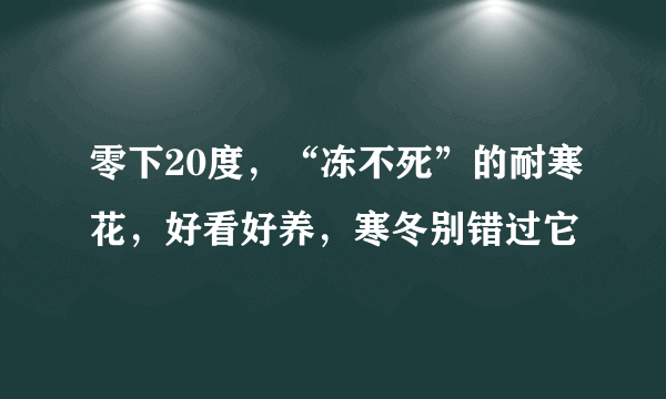 零下20度，“冻不死”的耐寒花，好看好养，寒冬别错过它