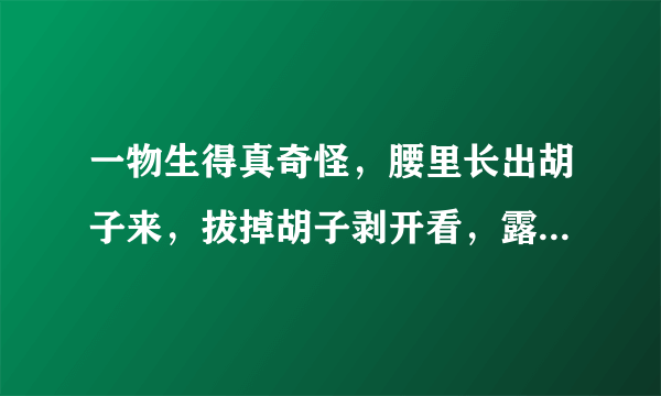 一物生得真奇怪，腰里长出胡子来，拔掉胡子剥开看，露出牙齿一排排。（打一种动物）