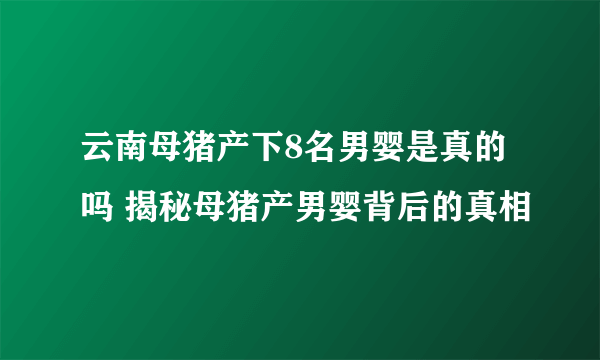 云南母猪产下8名男婴是真的吗 揭秘母猪产男婴背后的真相