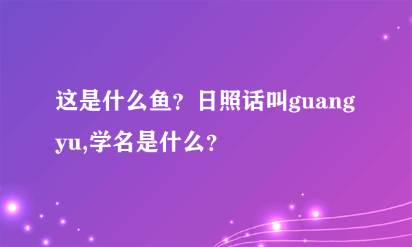 这是什么鱼？日照话叫guangyu,学名是什么？