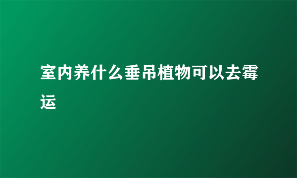 室内养什么垂吊植物可以去霉运