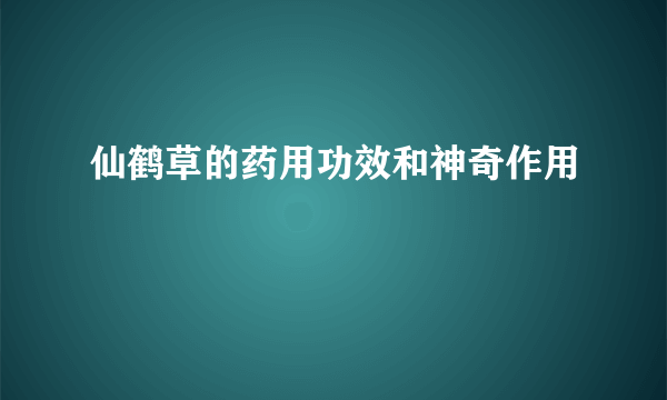 仙鹤草的药用功效和神奇作用