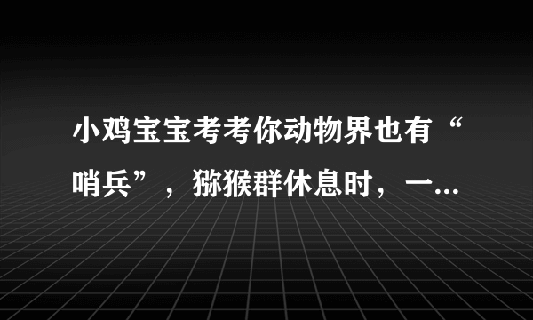 小鸡宝宝考考你动物界也有“哨兵”，猕猴群休息时，一般由谁“站岗”