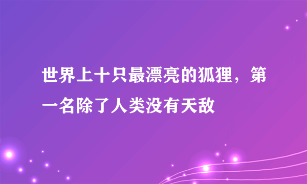 世界上十只最漂亮的狐狸，第一名除了人类没有天敌